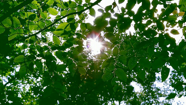 太阳的叶子视频素材