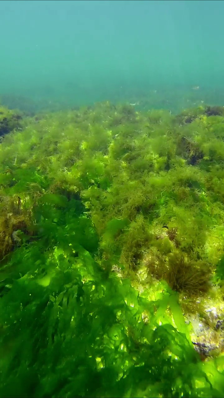 黑海的礁石上覆盖着绿藻海莴苣视频素材