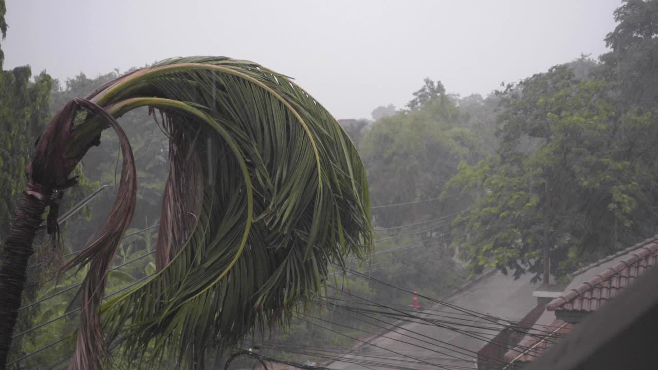 一棵倒下的椰枣树矗立在暴风雨中。强风和大雨飞溅可见。视频下载