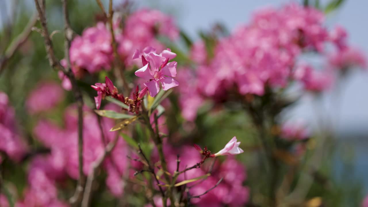 粉色绣球花特写视频下载