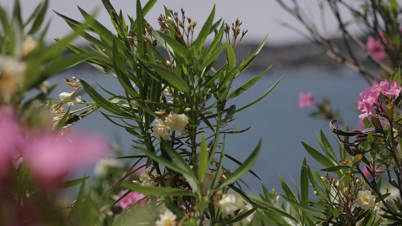 博斯普鲁斯在花丛中。花间的海景和城市。视频下载