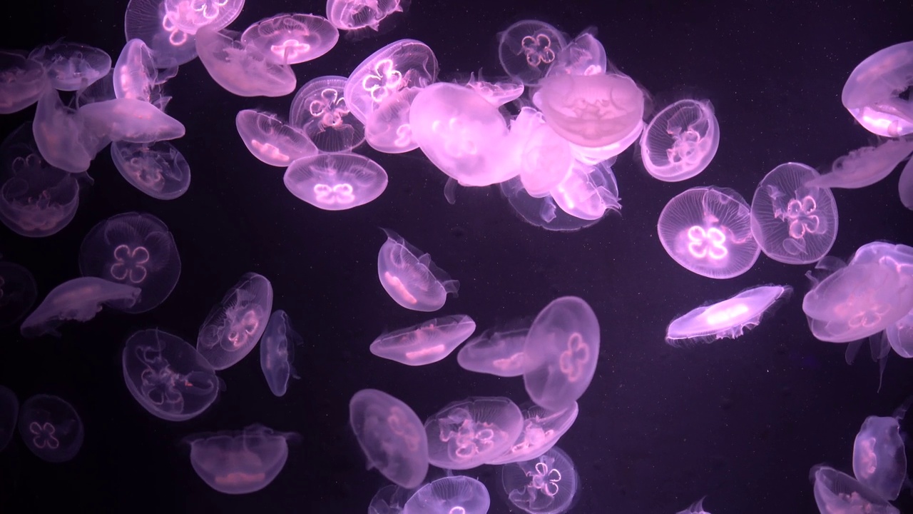 水族缸中各种水母。视频下载