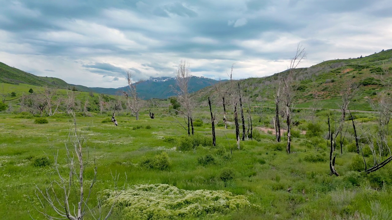 犹他州一场野火烧毁的地方，绿色植物正在生长视频素材