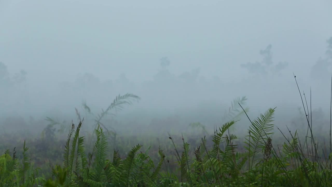 森林大火的阴霾视频素材