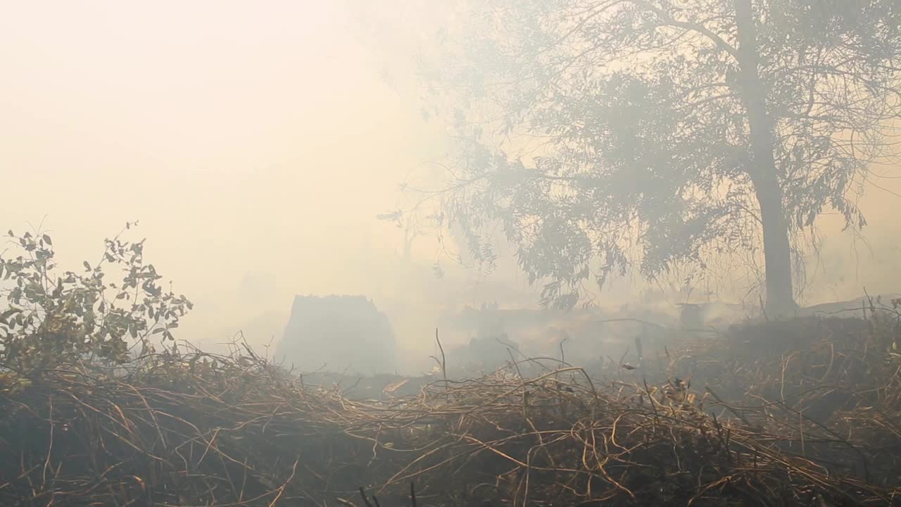 森林大火的阴霾视频下载