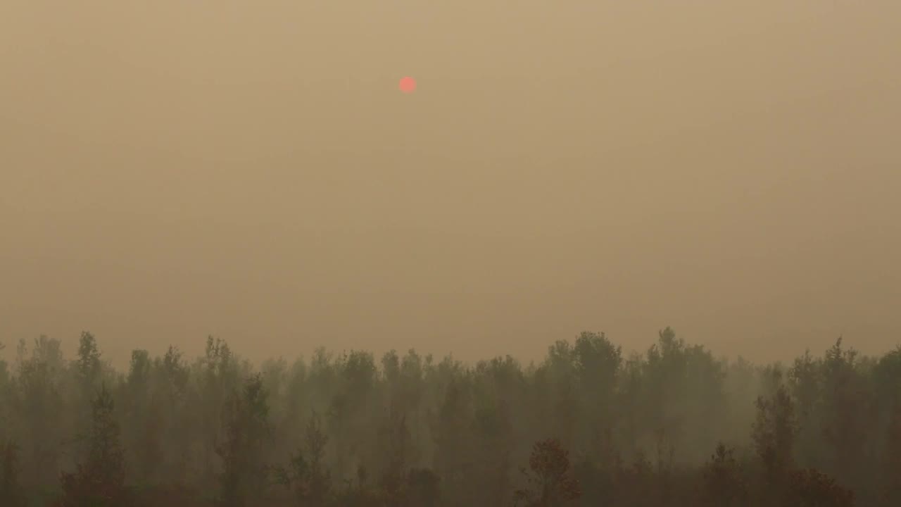 森林大火的阴霾视频下载