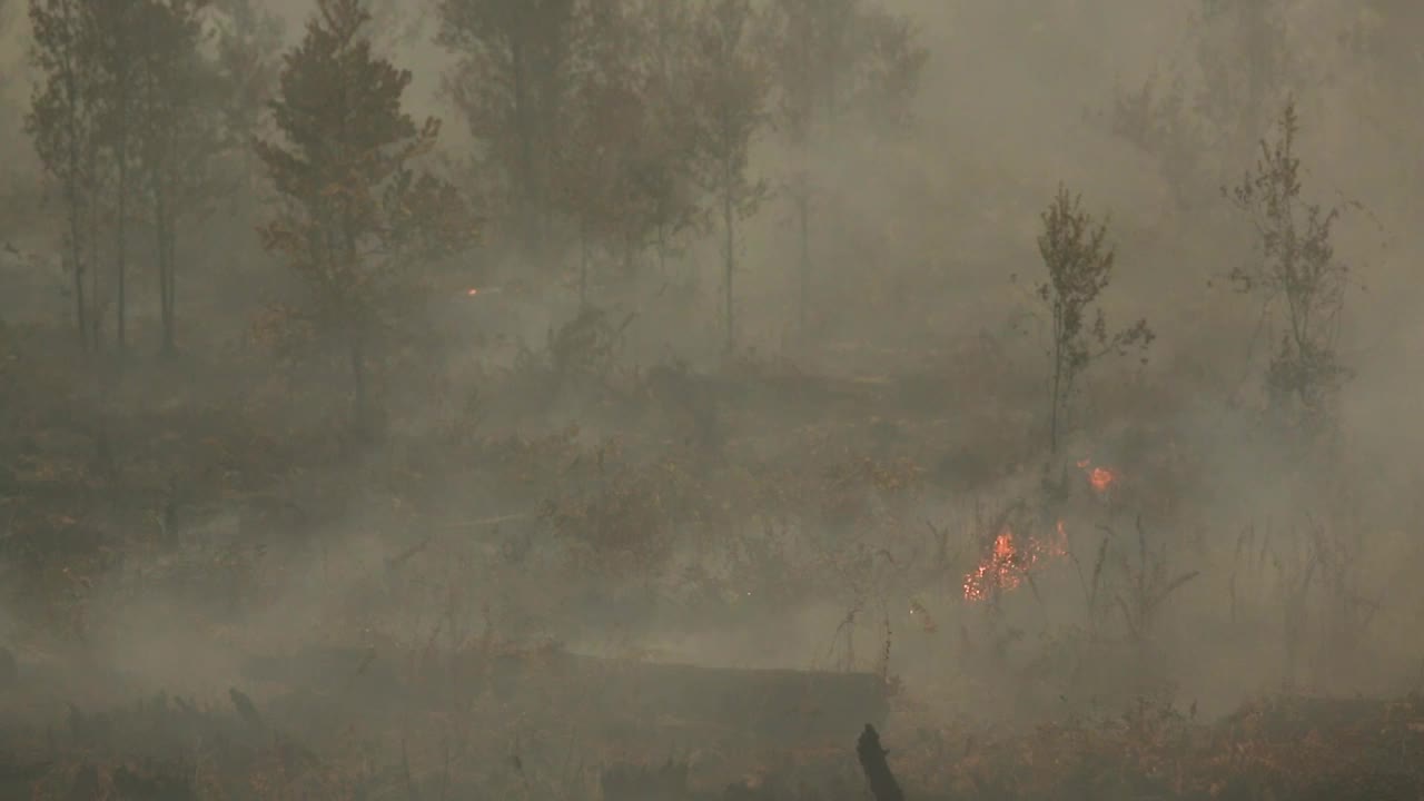 森林大火的阴霾视频下载