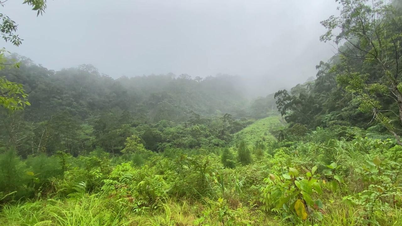 热带暴雨在覆盖着丛林和云层的山上。视频素材