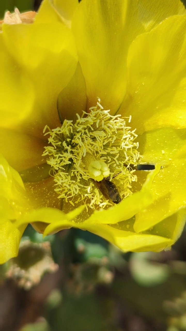 蜜蜂视频素材