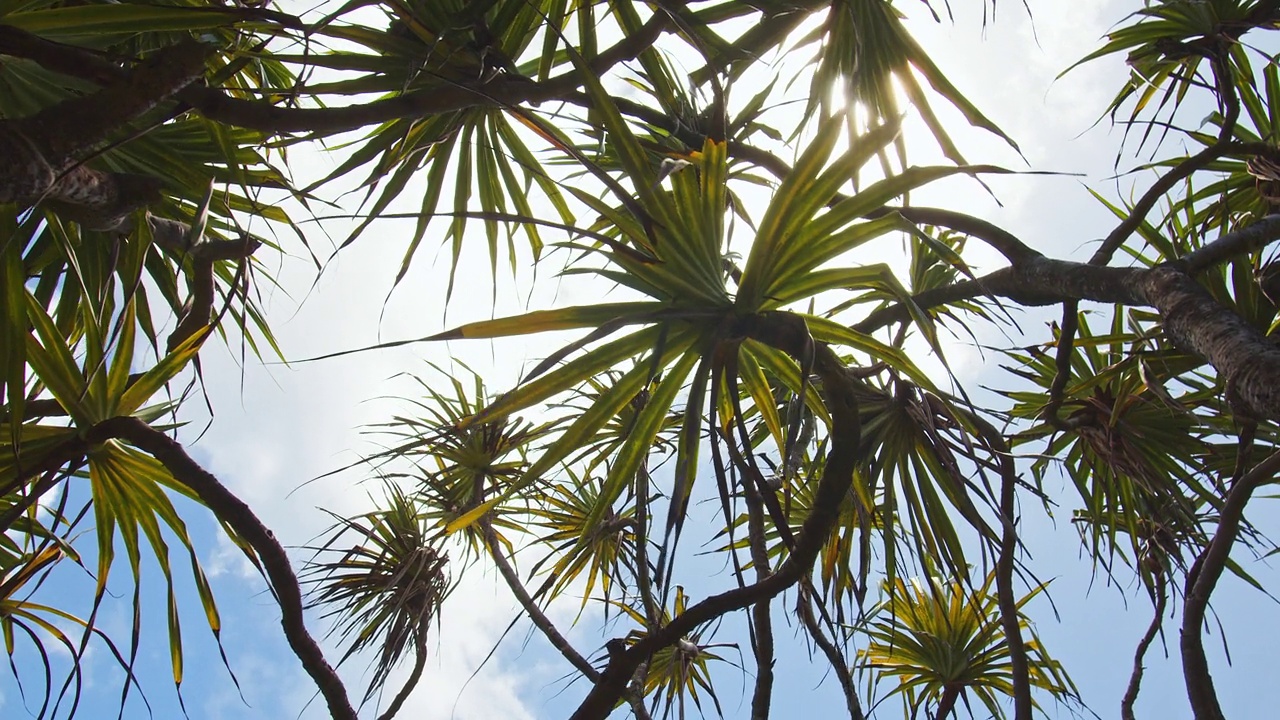 在一个晴朗的夏日，仰望阳光透过棕榈树视频素材