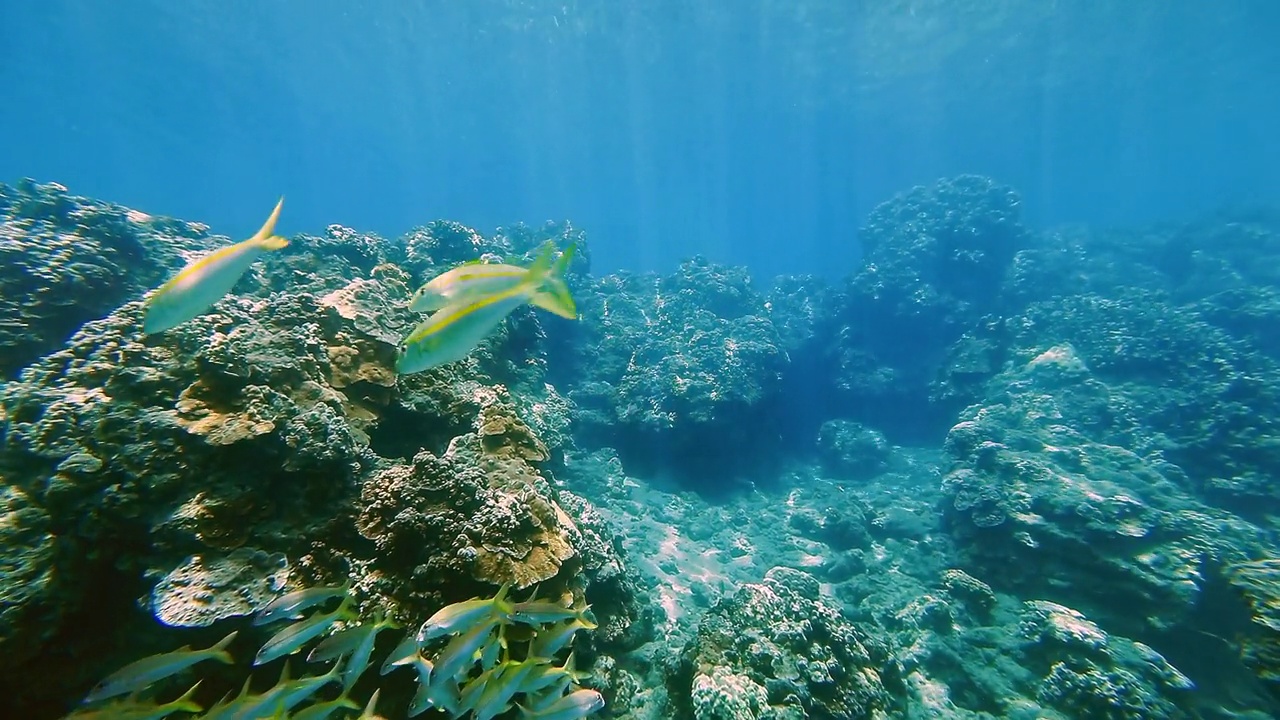 在檀香山湾清澈湛蓝的海水中游过鱼群视频素材