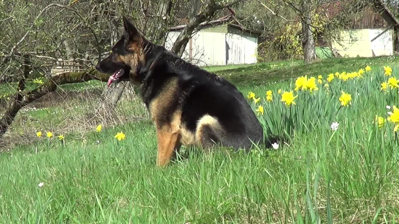 德国牧羊犬在绿色的草地上自由地坐着视频素材