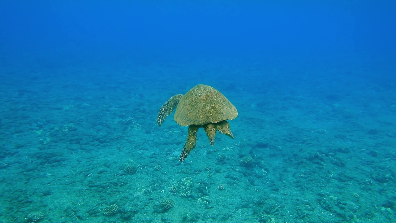 年轻女子在檀香山湾清澈湛蓝的海水中浮潜，与一只大绿海龟一起游泳视频素材