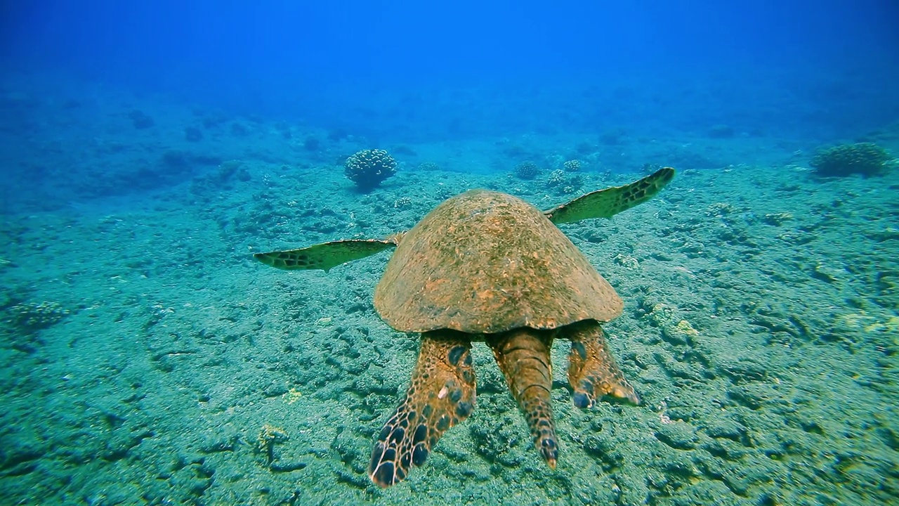 在檀香山湾，跟随一只大绿海龟在清澈湛蓝的海水中穿行视频素材