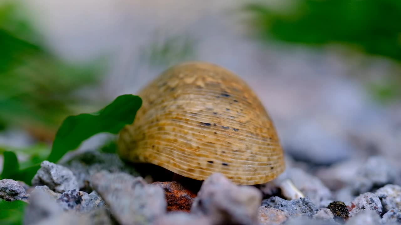 寄居蟹在砾石地中间醒来视频素材