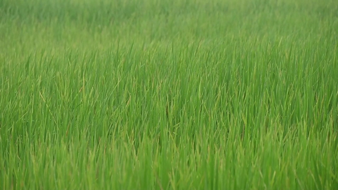 暴风雨时风吹过草地。视频素材