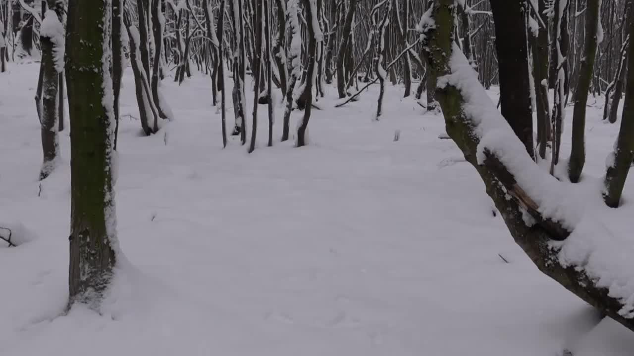 在冬天的仙境里，漫步在树木和雪的森林里视频下载