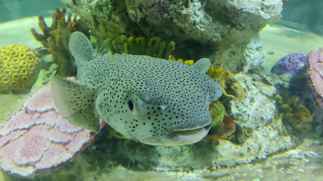 巨型豪猪鱼或斑点豪猪鱼(didon hystrix)和莴苣珊瑚或黄卷珊瑚(Turbinaria reniformis)。在水下优雅地游泳视频下载