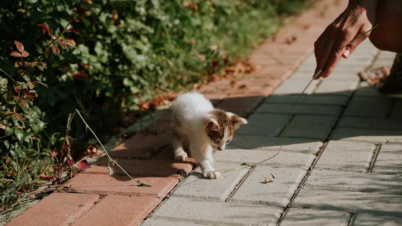 被遗弃的白色和灰色小猫在城市公园里一起玩耍。被绿色灌木丛包围的走失、饥饿和被遗忘的小猫，SPCA救助视频素材