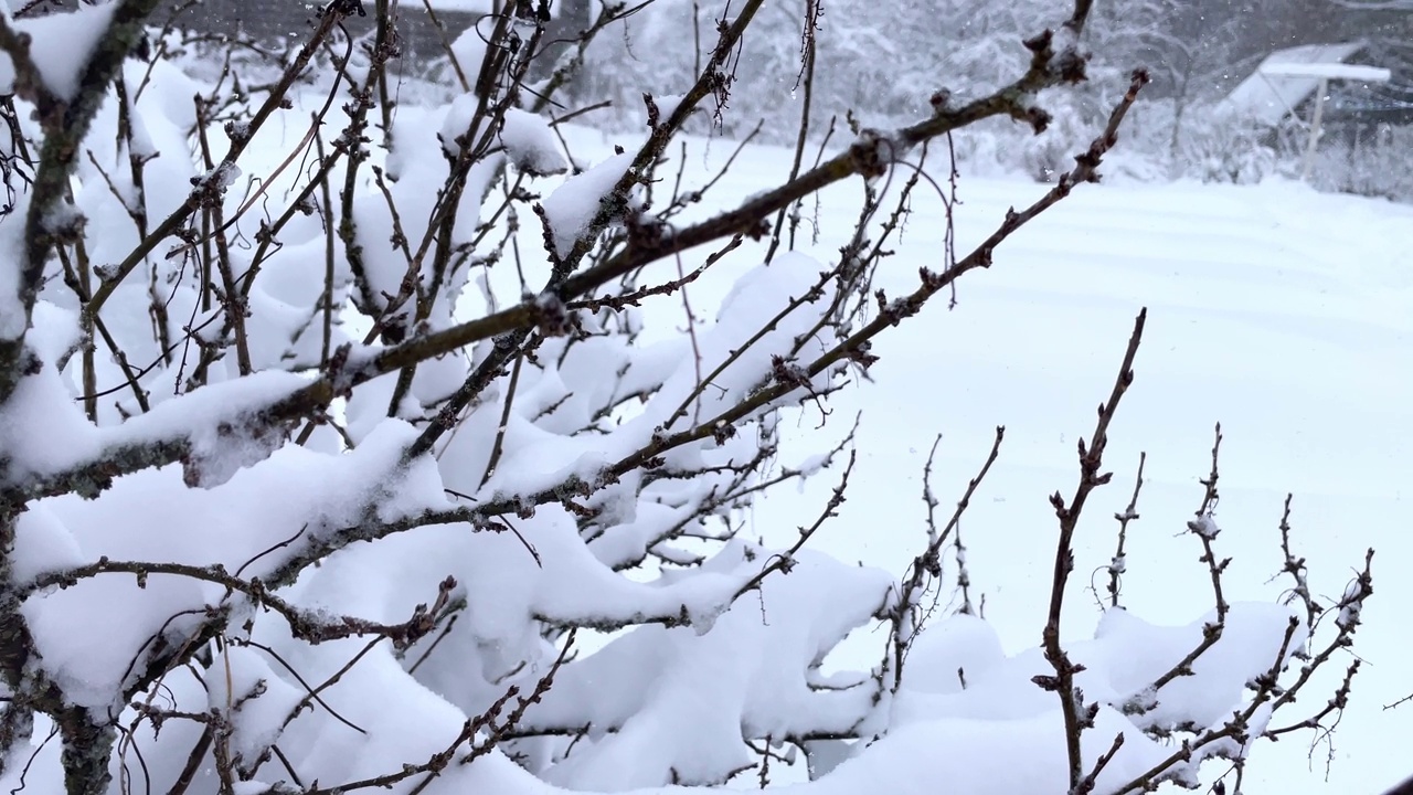 冰雪覆盖的霜刷蒸汽在冰面上。雪落在冬天的灌木丛上。视频素材