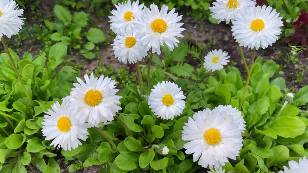 城市公园里的大朵白色雏菊。周围是绿草和蓝树叶。高品质4k画面视频素材