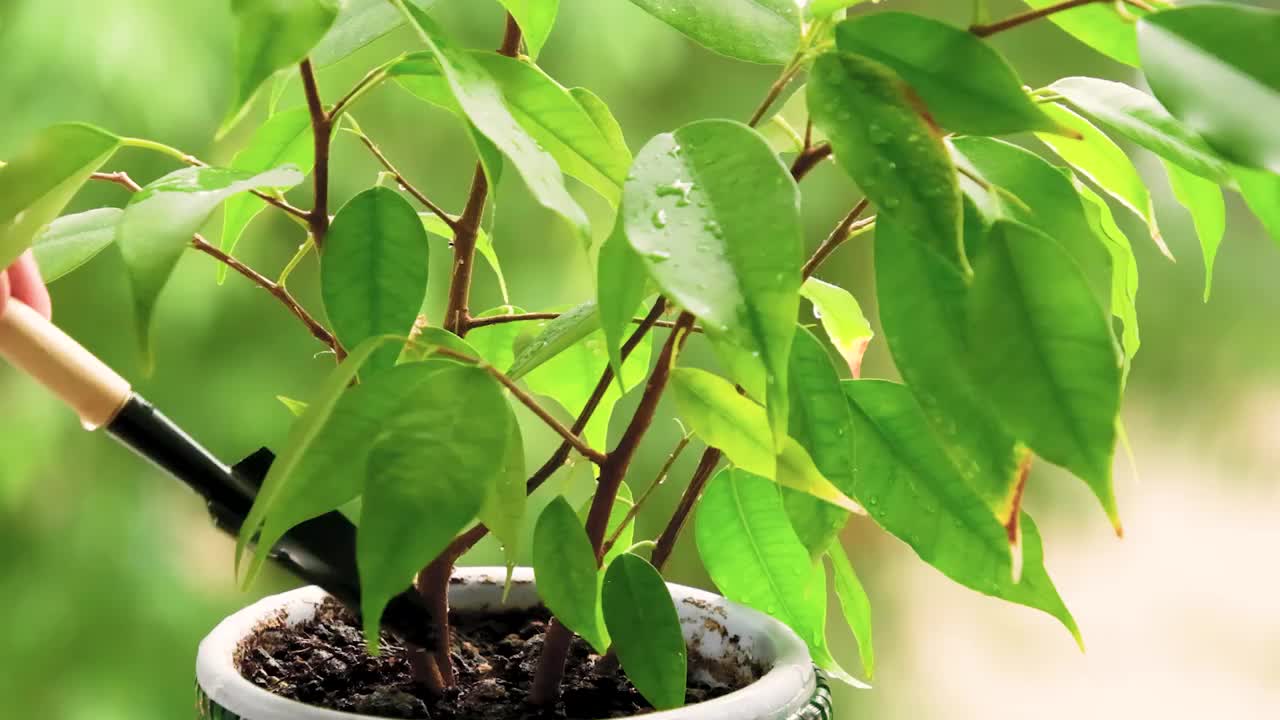 在室内植物的花盆里松土视频下载