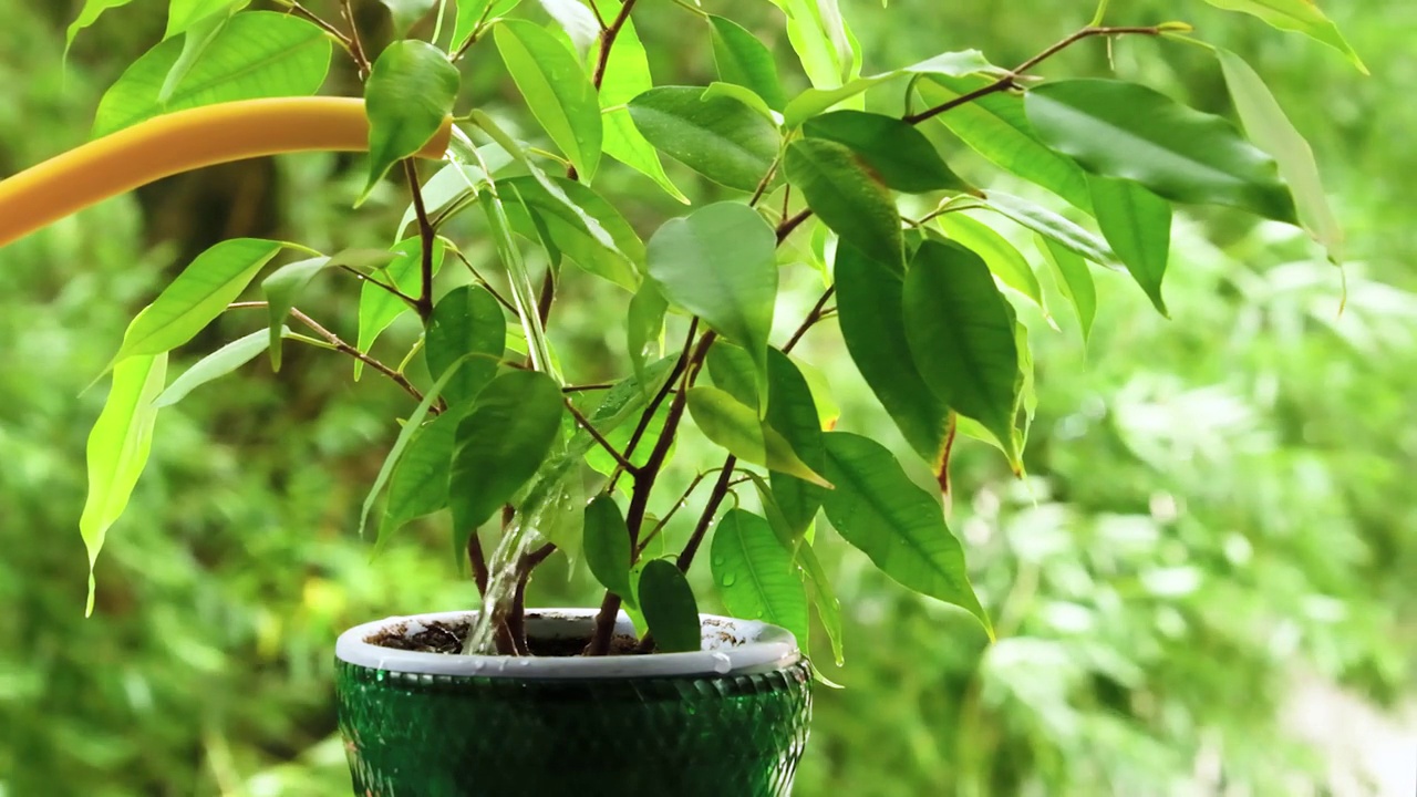 用室内植物的喷壶里的水浇水视频下载