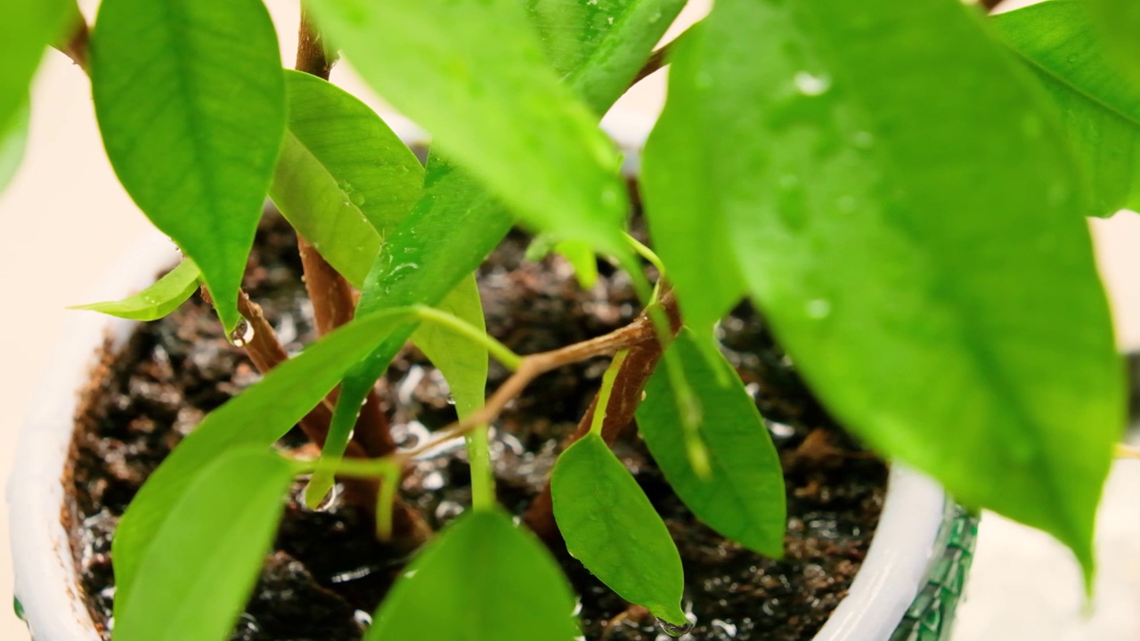 用室内植物的喷壶里的水浇水视频下载