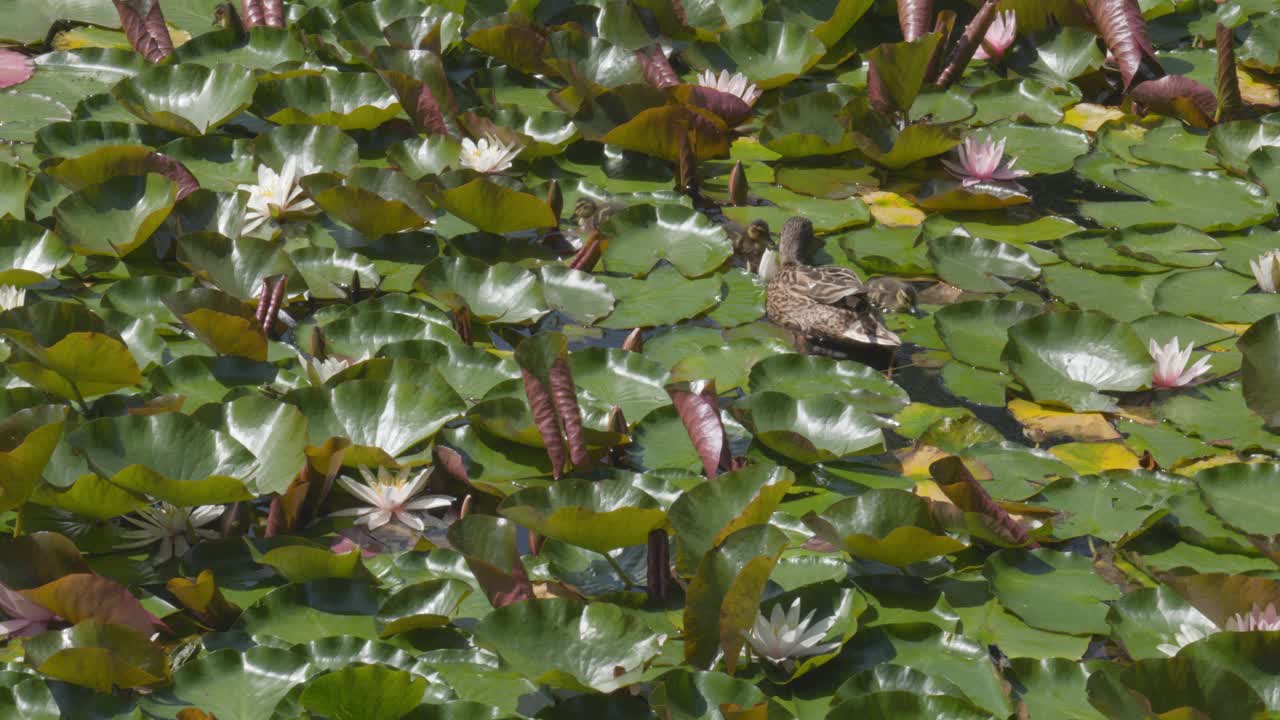 睡莲和荷花视频素材