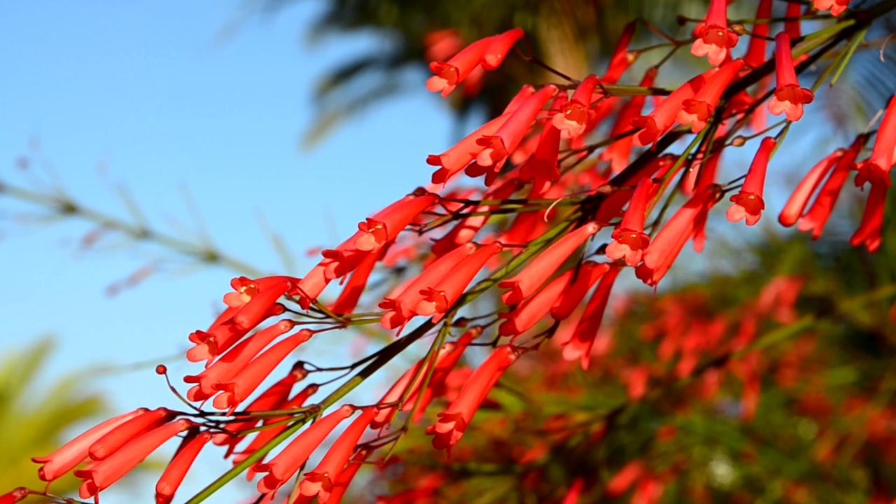 松叶，秋菖蒲(Penstemon pinifolius,Beardtongue)红色的花朵在蓝色的天空背景上。视频素材