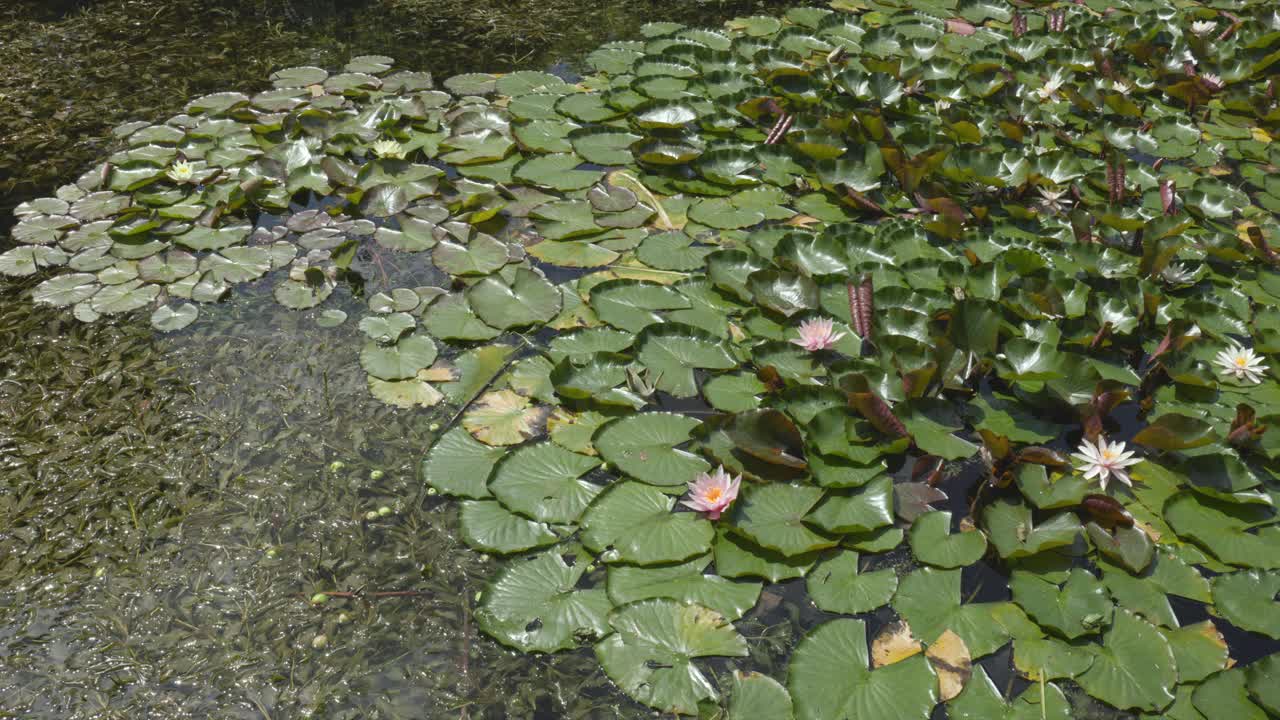 睡莲和荷花视频素材