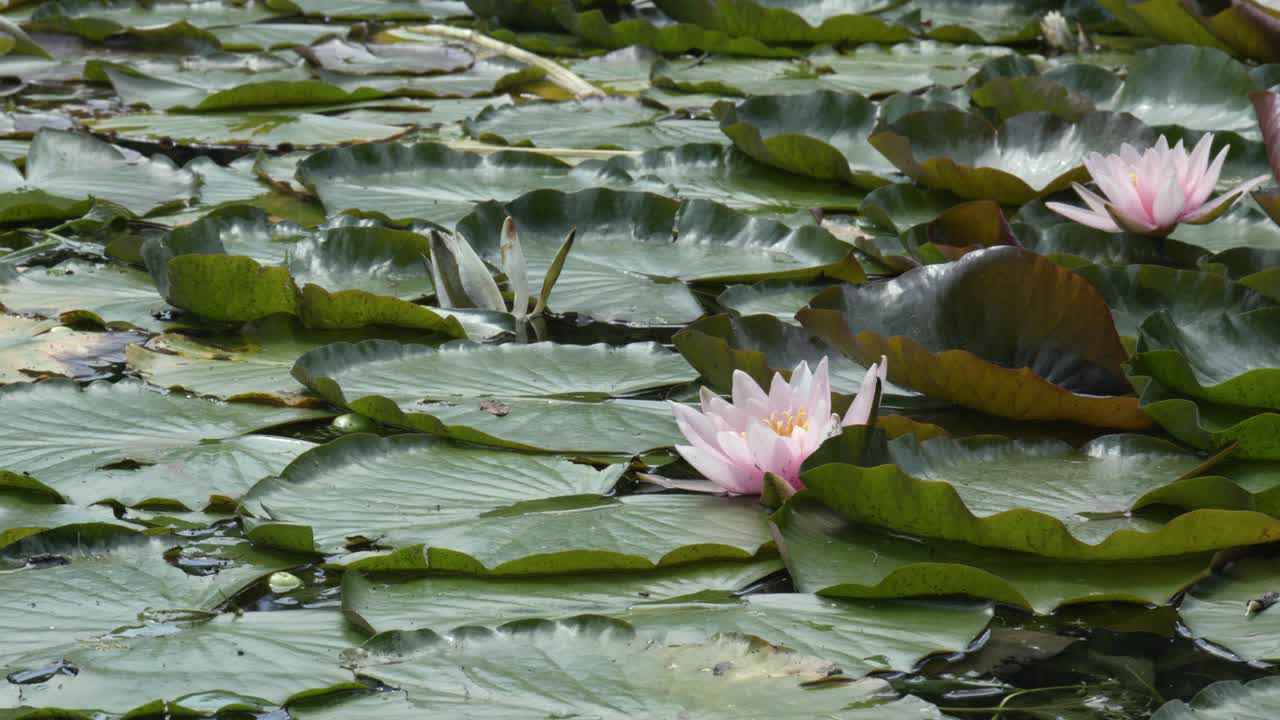 睡莲和荷花视频素材