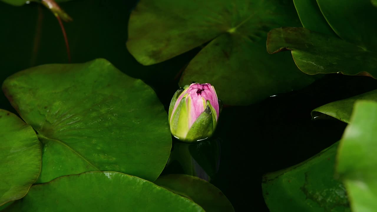 粉红色的睡莲与绿色的叶子盛开在池塘在黑暗的背景视频素材