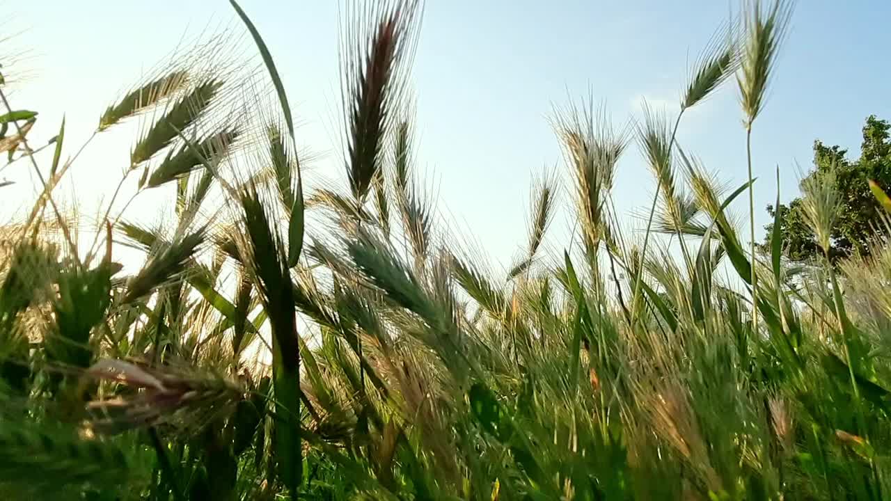 绿色的耳朵和草地随风摇曳在田野上，特写，底部视图，选择性聚焦视频素材