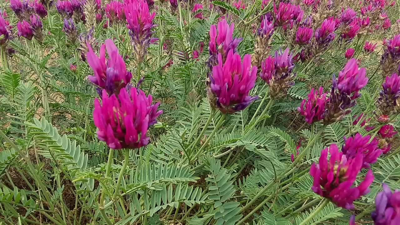 花，紫色的芽，在风中摇曳的田野，特写，选择性聚焦视频素材