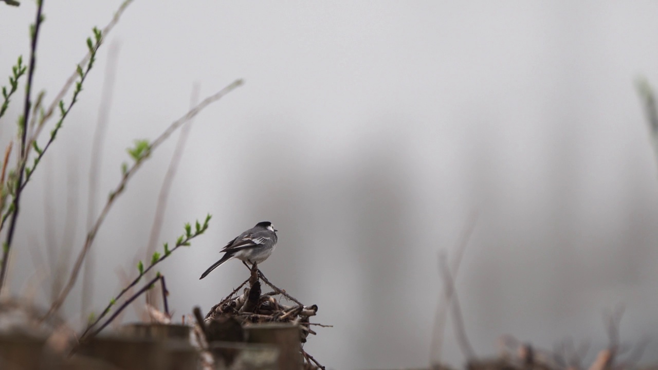 一只白色鹡鸰(Motacilla alba)坐在一串树枝上视频素材