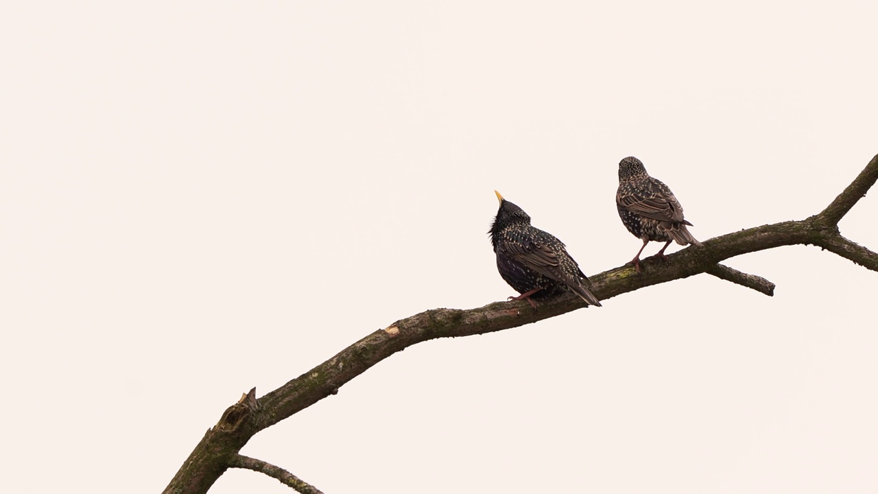 在树枝上交配的普通椋鸟(Sturnus vulgaris)视频素材