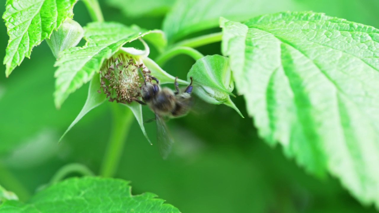 特写镜头。蜜蜂给树莓花授粉。视频素材