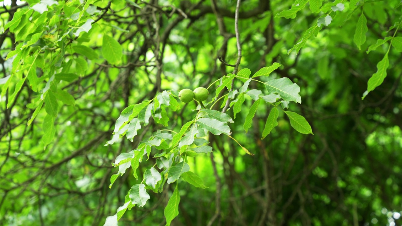 花园里一棵核桃树上长着绿色外壳的核桃。绿枝，园食视频下载