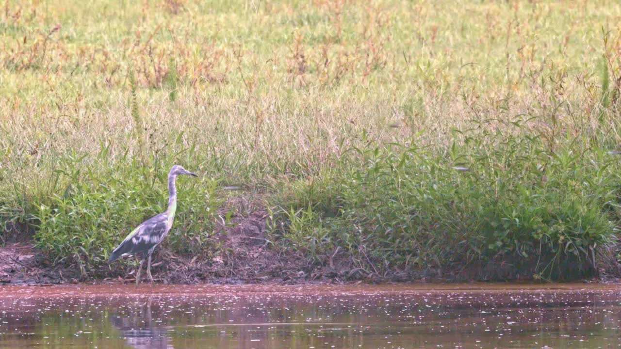 灰鹭，Ardea cinerea，沿着池塘散步和狩猎视频素材