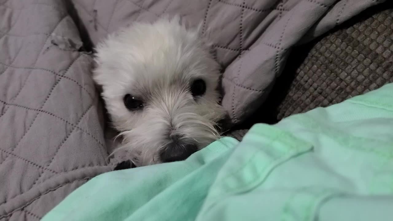 Westie打盹视频素材