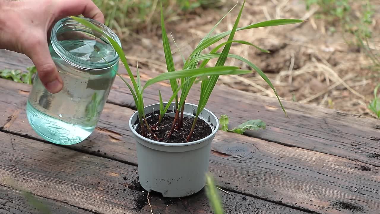 维持新生命:小心地浇灌年轻的华盛顿罗布斯塔棕榈树幼苗视频下载