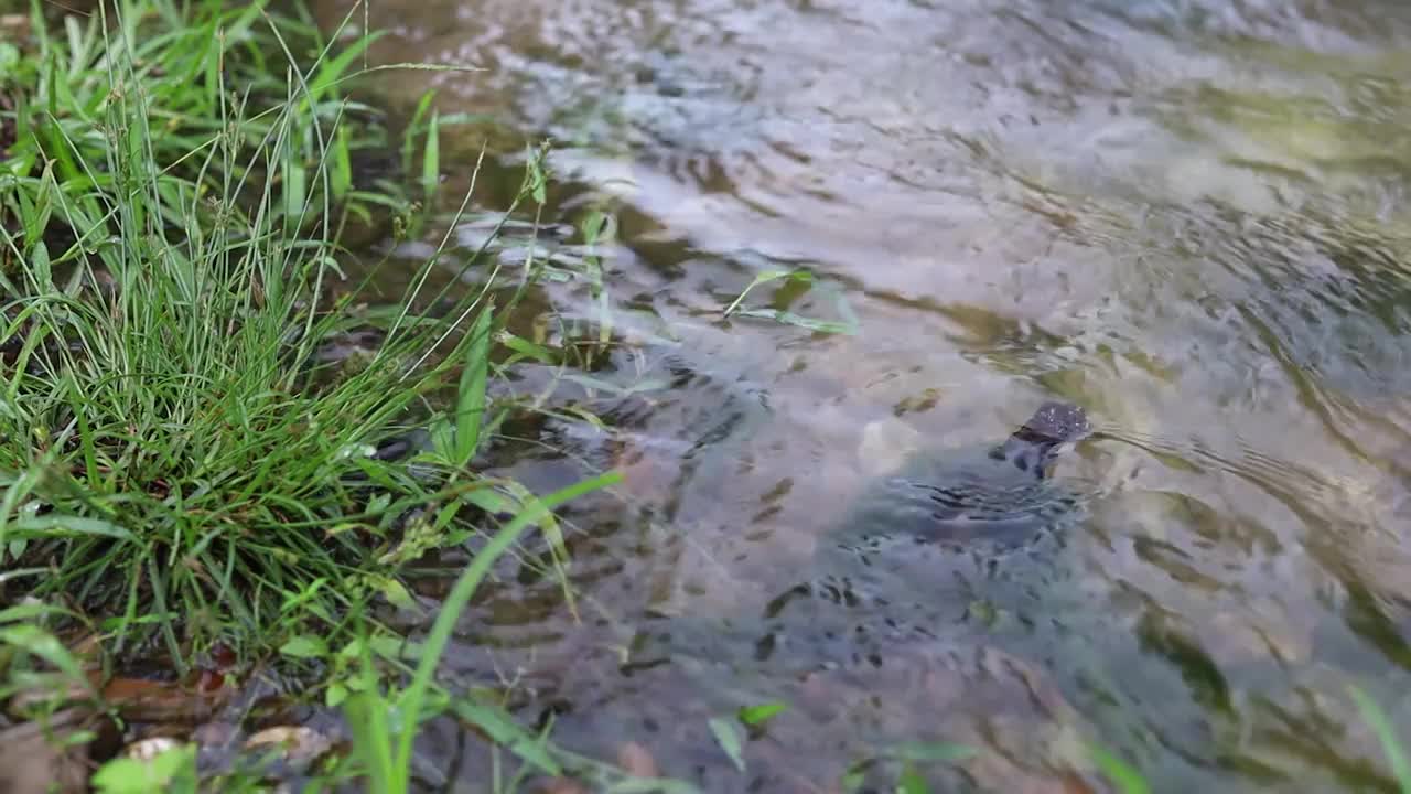 泰国森林雨后的Tanaosri河的特写水。视频下载