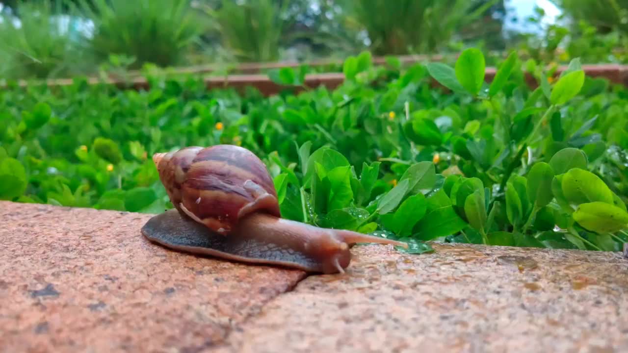 花园里的蜗牛。视频下载