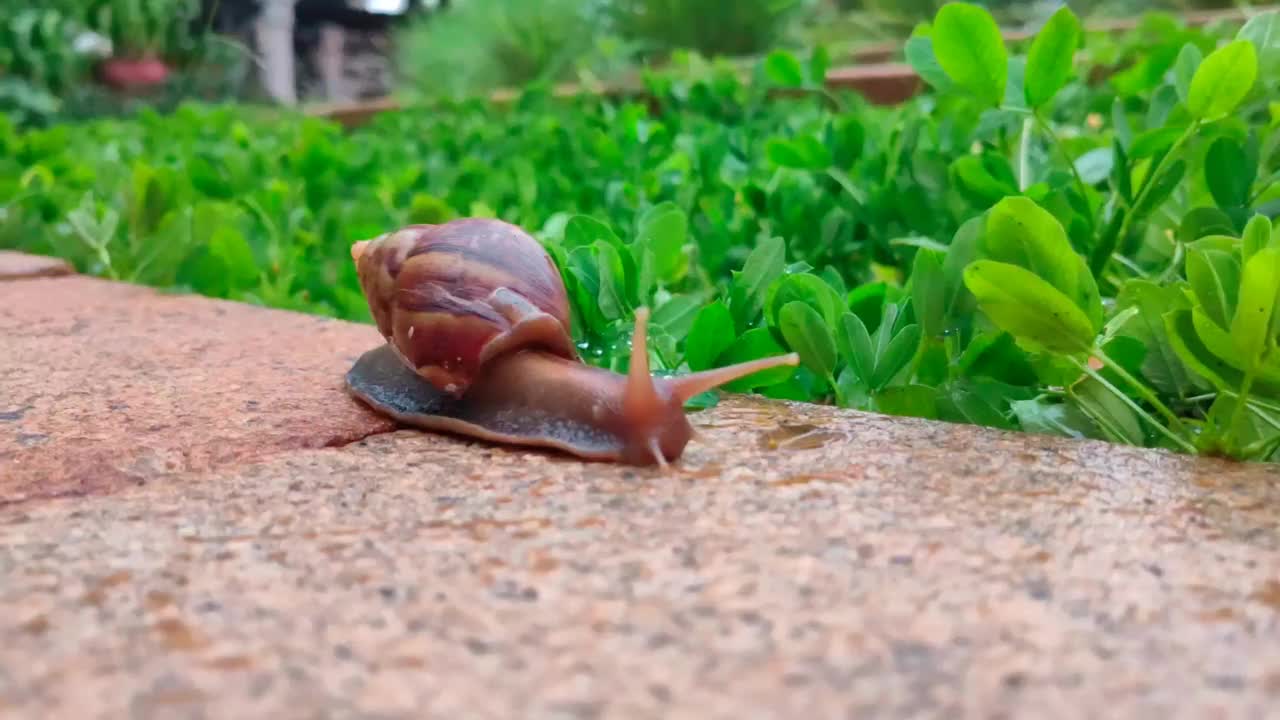 花园里的蜗牛。视频素材