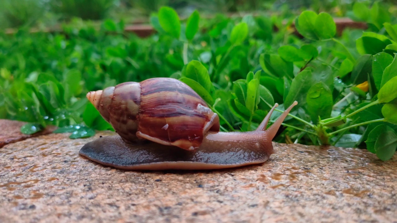 花园里的蜗牛。视频下载