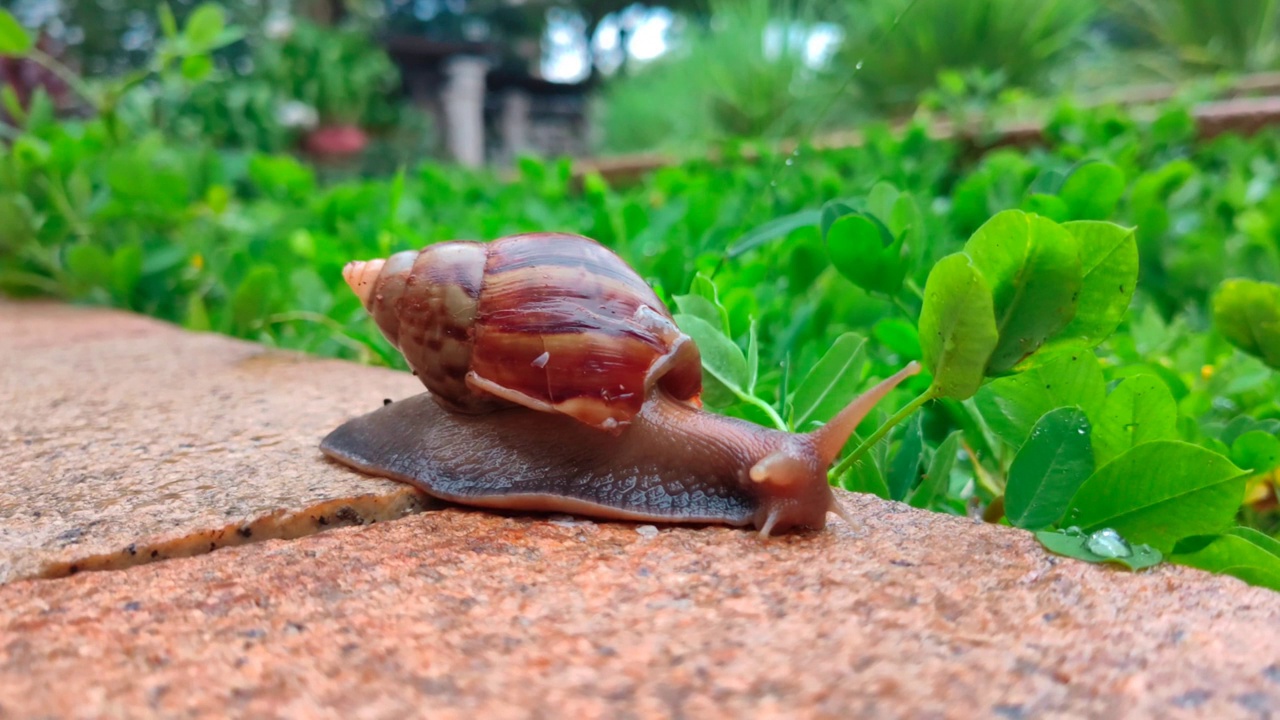 花园里的蜗牛。视频下载