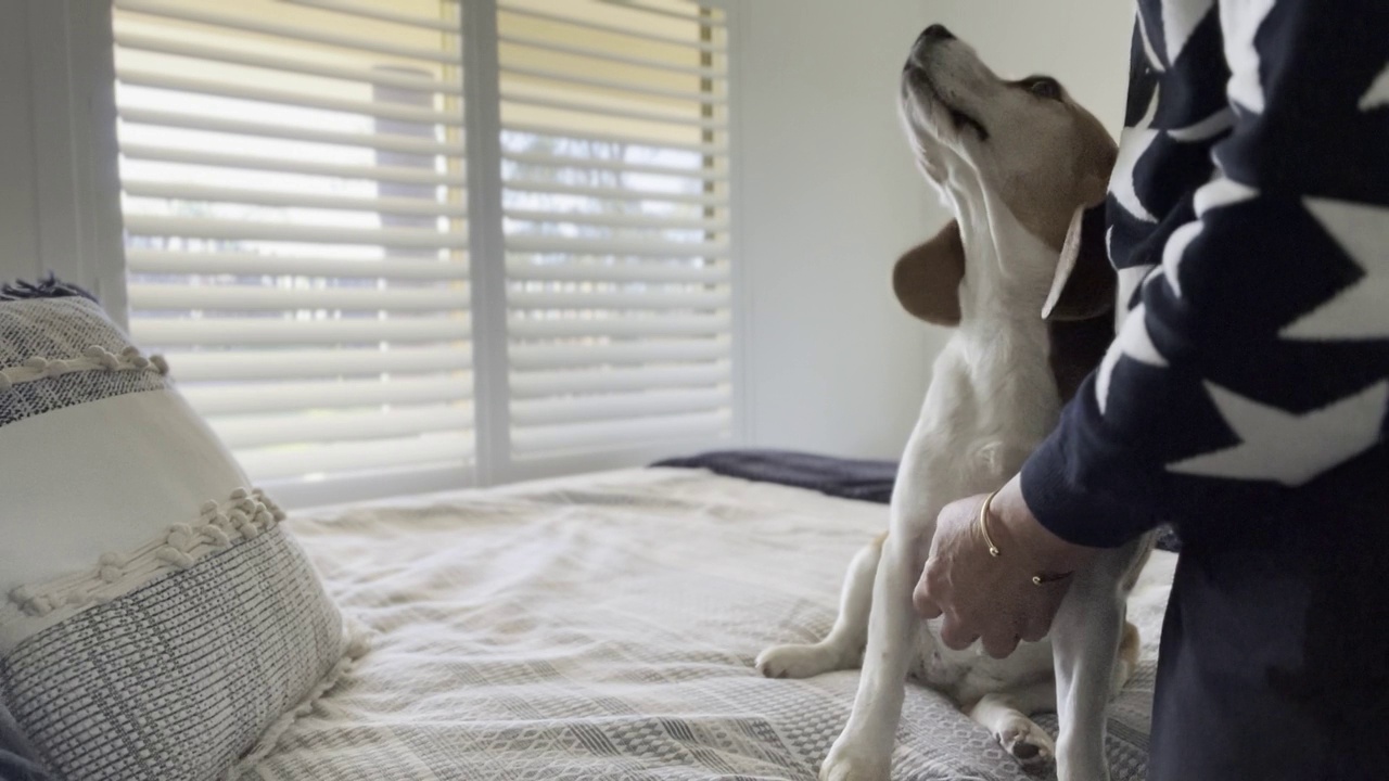 小猎犬坐在床上，主人拍拍她。视频下载