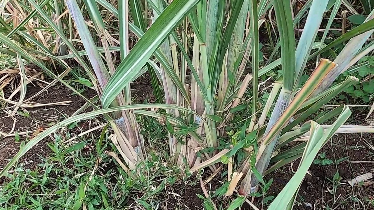 在农业用地种植甘蔗。视频下载