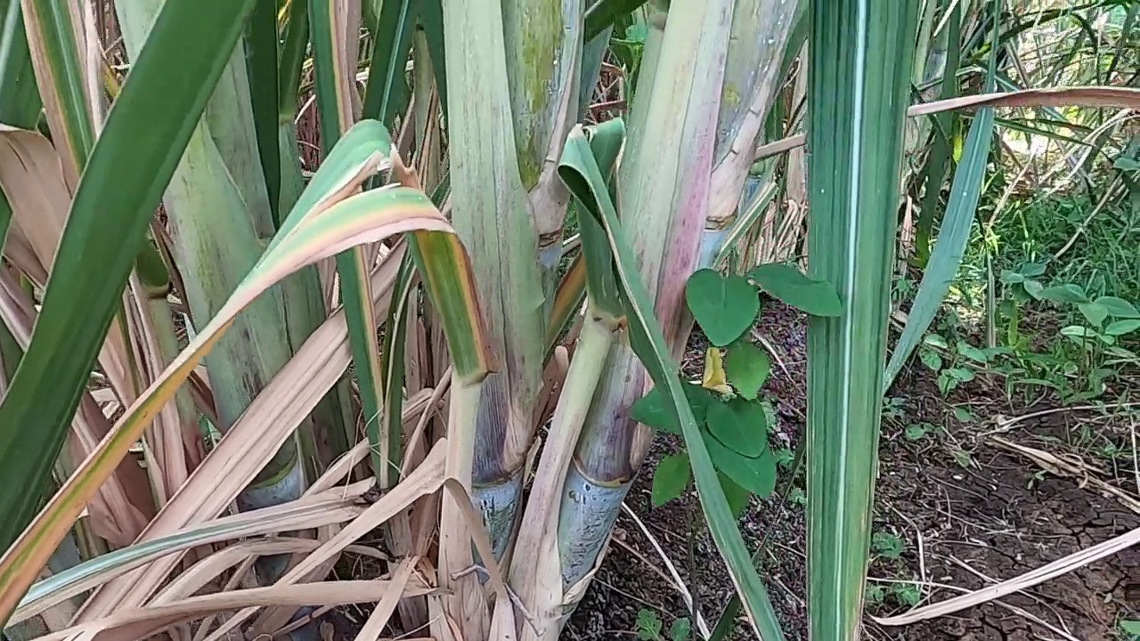 在农业用地种植甘蔗。视频下载